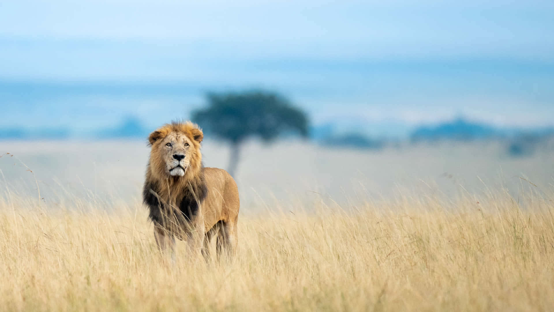 wildlife 桌布 壁紙 — 一頭雄偉的雄獅高高站立在金黃色的稀樹草原草叢中，背景是柔和的藍天和遠處的樹木。