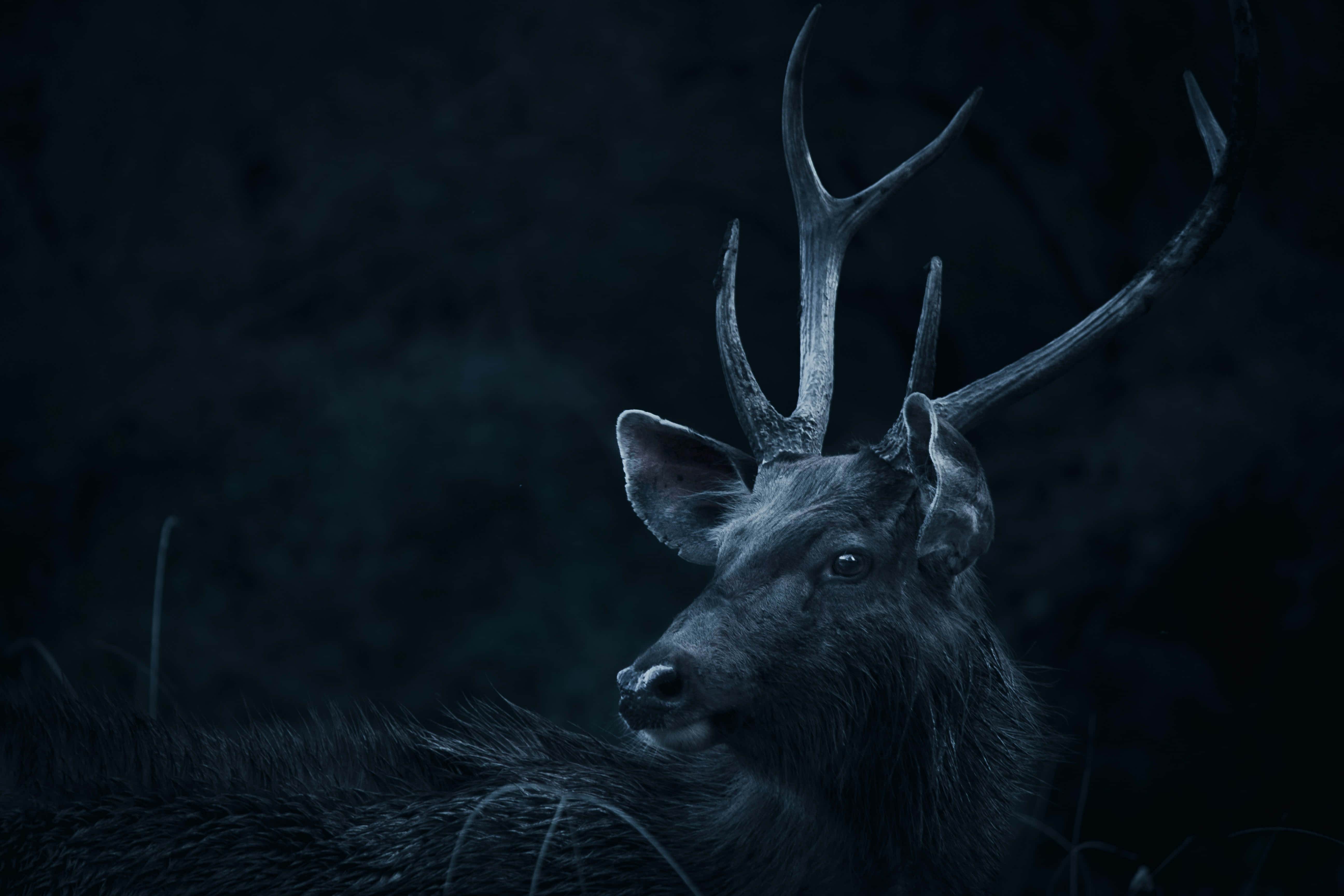 Deer Desktop 桌布 壁紙 — 一頭雄偉的雄鹿，擁有複雜的鹿角，在陰暗的森林中凝視，沐浴在冷藍色調中。