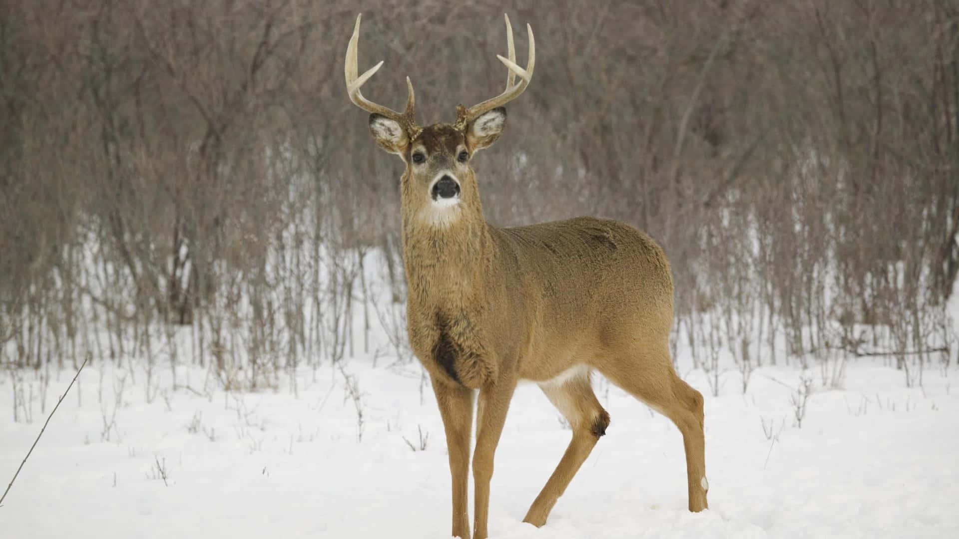 Buck 桌布 壁紙 — 一頭雄偉的雄鹿，長著大角，在白雪皚皚的冬季森林中警覺地站立，周圍是光禿禿的樹木。