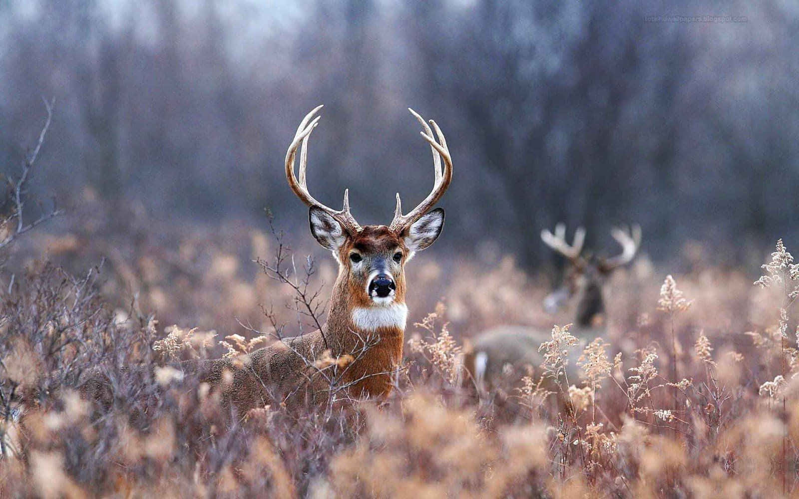 Cool Deer 桌布 壁紙 — 一頭雄偉的雄鹿，長著巨大的鹿角，在霧濛濛的冬季森林中，直視鏡頭，周圍是乾燥的金色草叢。