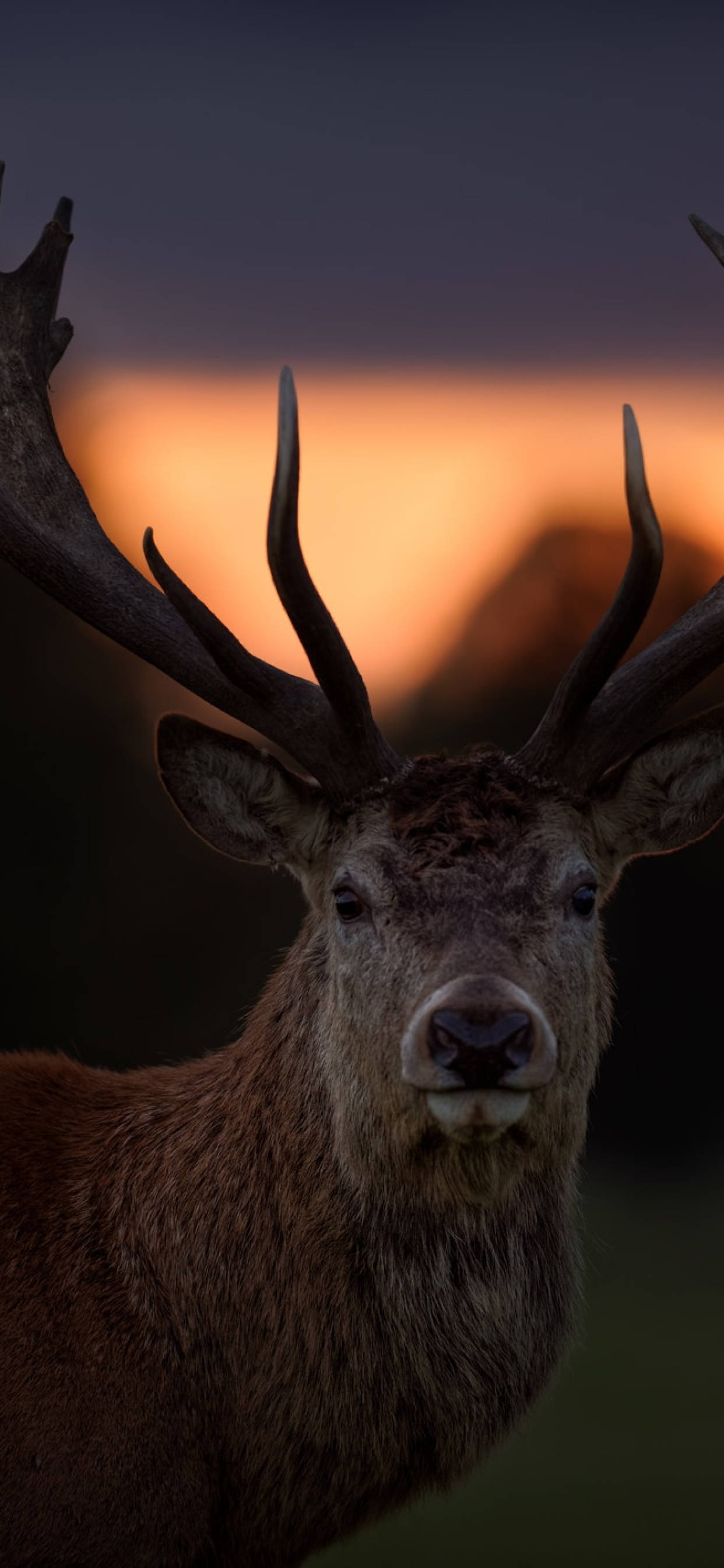 Deer iPhone 桌布 壁紙 — 一頭雄偉的雄鹿，長著巨大的鹿角，在溫暖的日落天空下直視鏡頭。