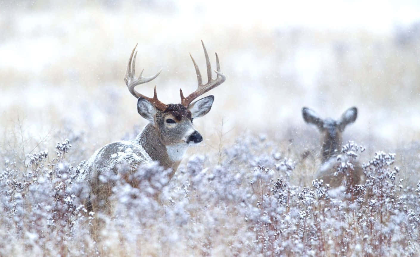 Buck 桌布 壁紙 — 一頭雄偉的雄鹿，鹿角上沾滿雪花，警覺地站在霜凍的田野上，一頭雌鹿在附近觀望。