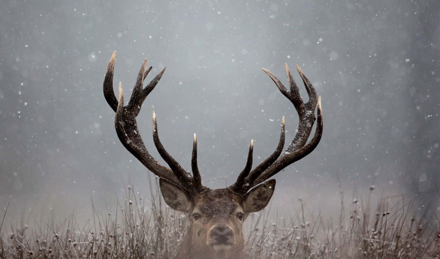 Buck 桌布 壁紙 — 一頭雄偉的雄鹿，鹿角上沾滿雪花，在飄雪中直視前方，背景是柔和的灰色天空。