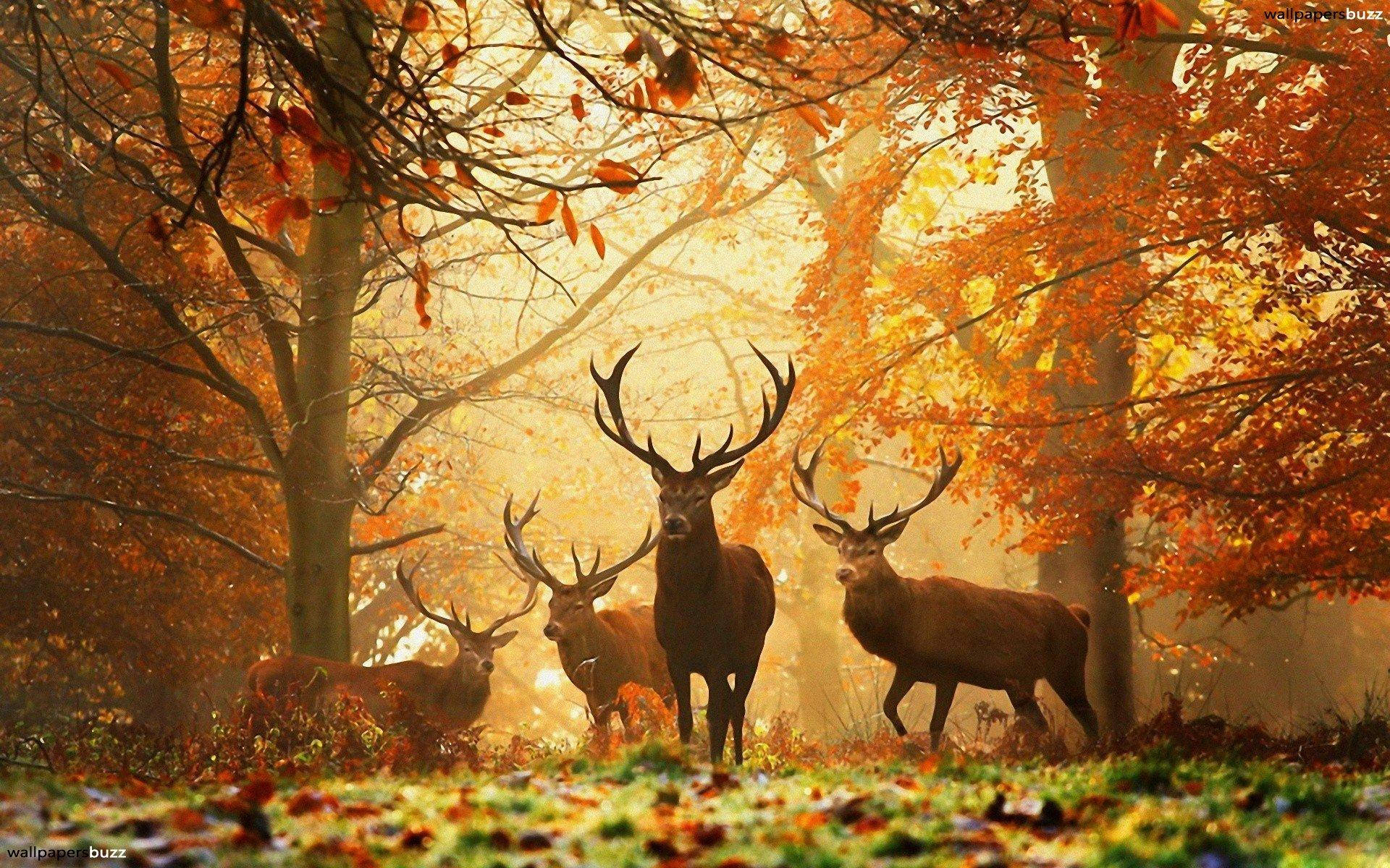 Autumn Leaves 桌布 壁紙 — 一頭雄偉的雄鹿和他的鹿群站在陽光斑駁的秋日森林中，金色的樹葉在霧氣中旋轉。