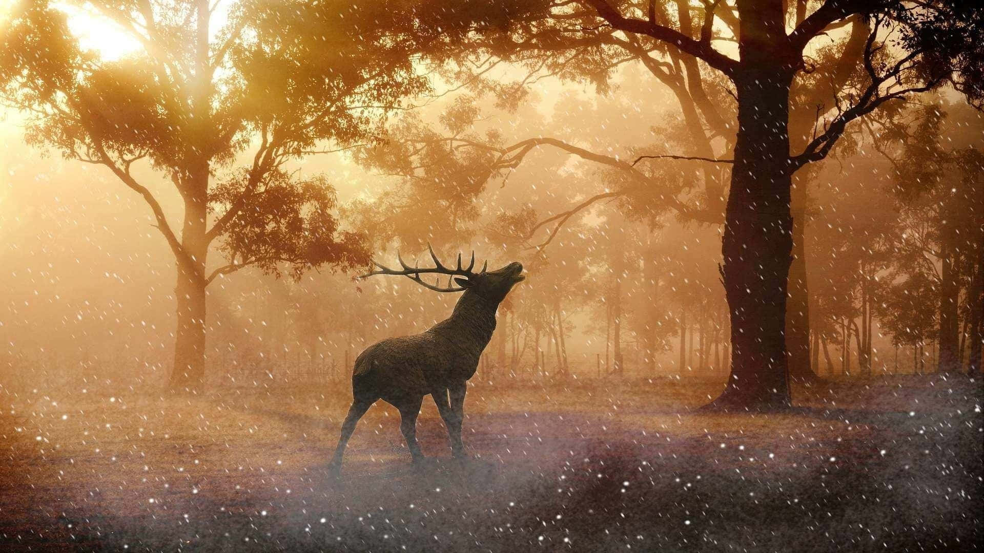 Deer Desktop 桌布 壁紙 — 一頭雄偉的雄鹿站在霧氣瀰漫的森林中，金色的陽光在白雪皚皚的冬日早晨穿過樹林。