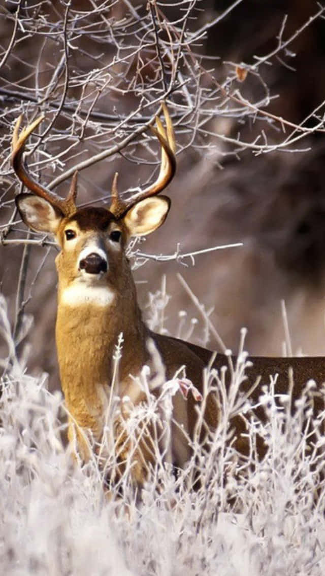 Deer Hunting 桌布 壁紙 — 一頭雄偉的雄鹿長著大角，在柔和的冬日陽光下，警覺地站在結霜的灌木叢中。