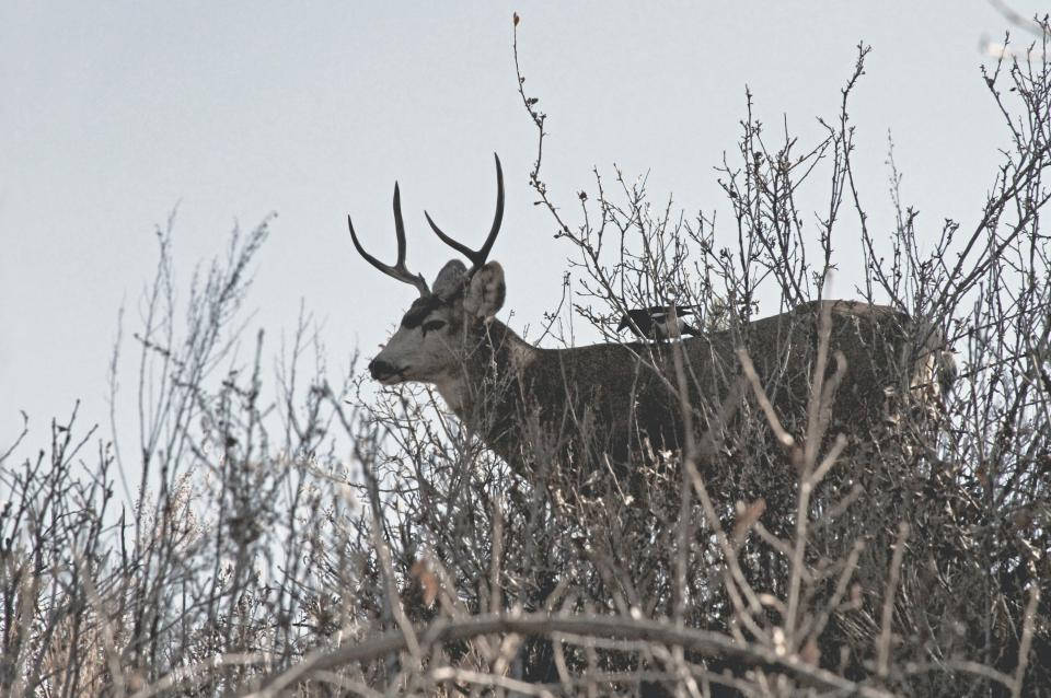 Deer Hunting 桌布 壁紙 — 一頭雄偉的雄鹿長著鹿角，在蒼白的天空下，警覺地站在光禿禿的冬季樹枝間。