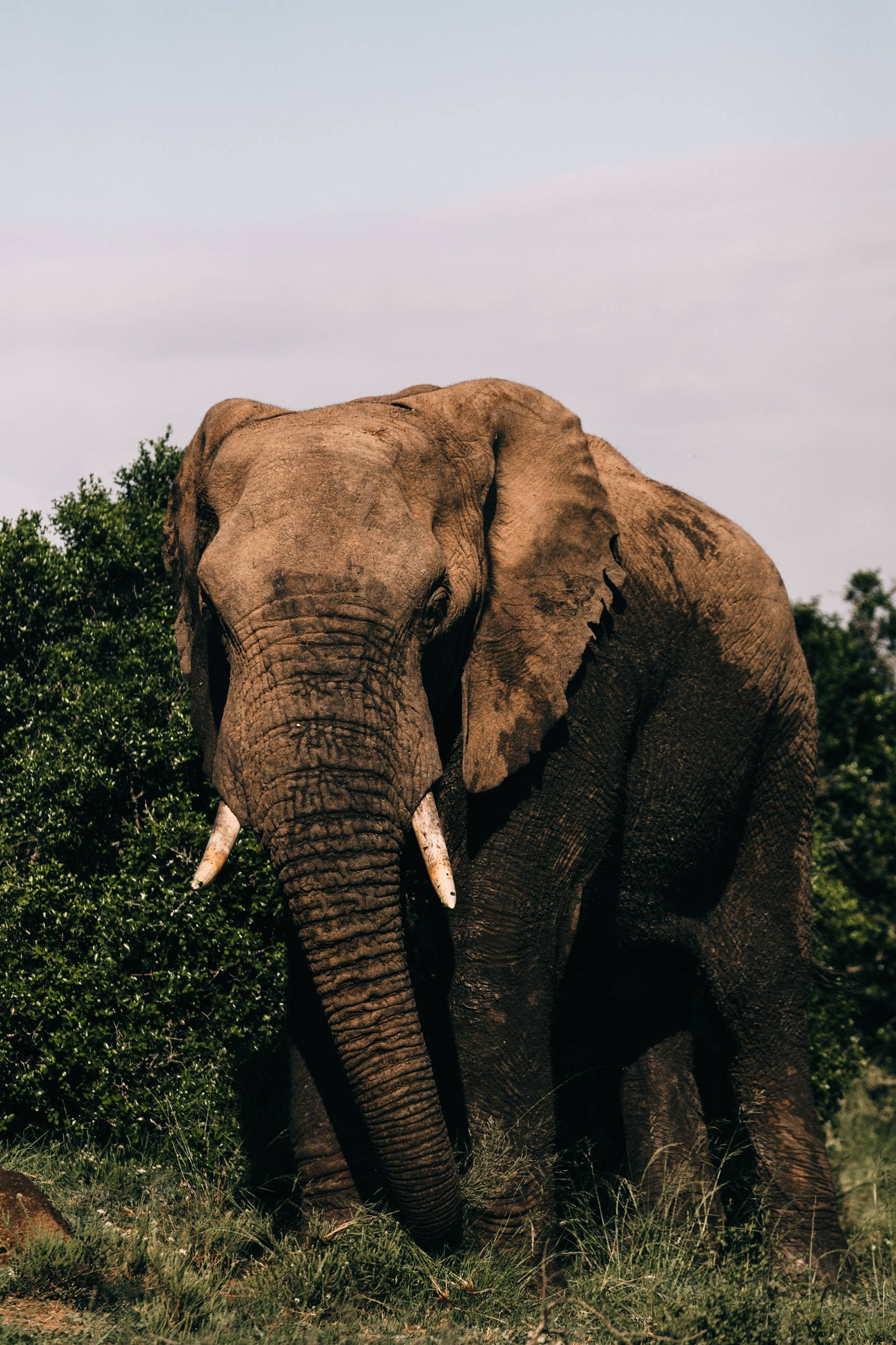 Elephant iPhone 桌布 壁紙 — 一頭雄偉的非洲大象，有大耳朵和象牙，站在一片草叢生的稀樹草原上，周圍是綠色灌木，天空蒼白。