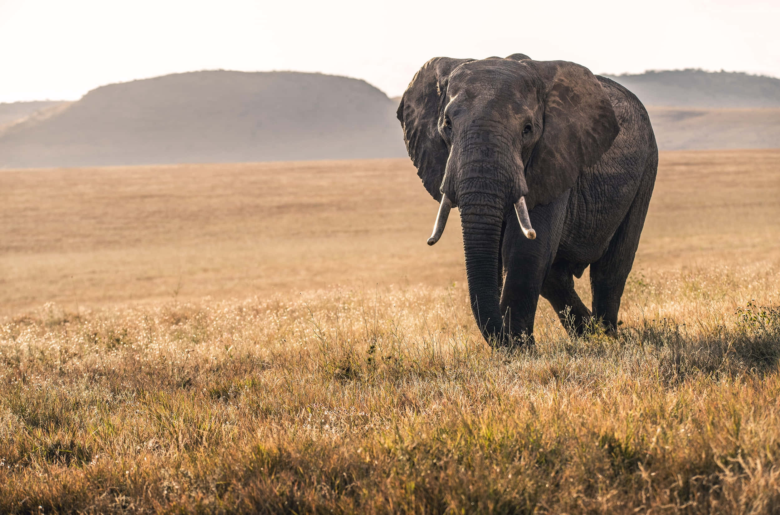 African Wildlife 桌布 壁紙 — 一頭雄偉的非洲大象，有著大耳朵和象牙，在柔和的日出天空下穿過金色的草原。