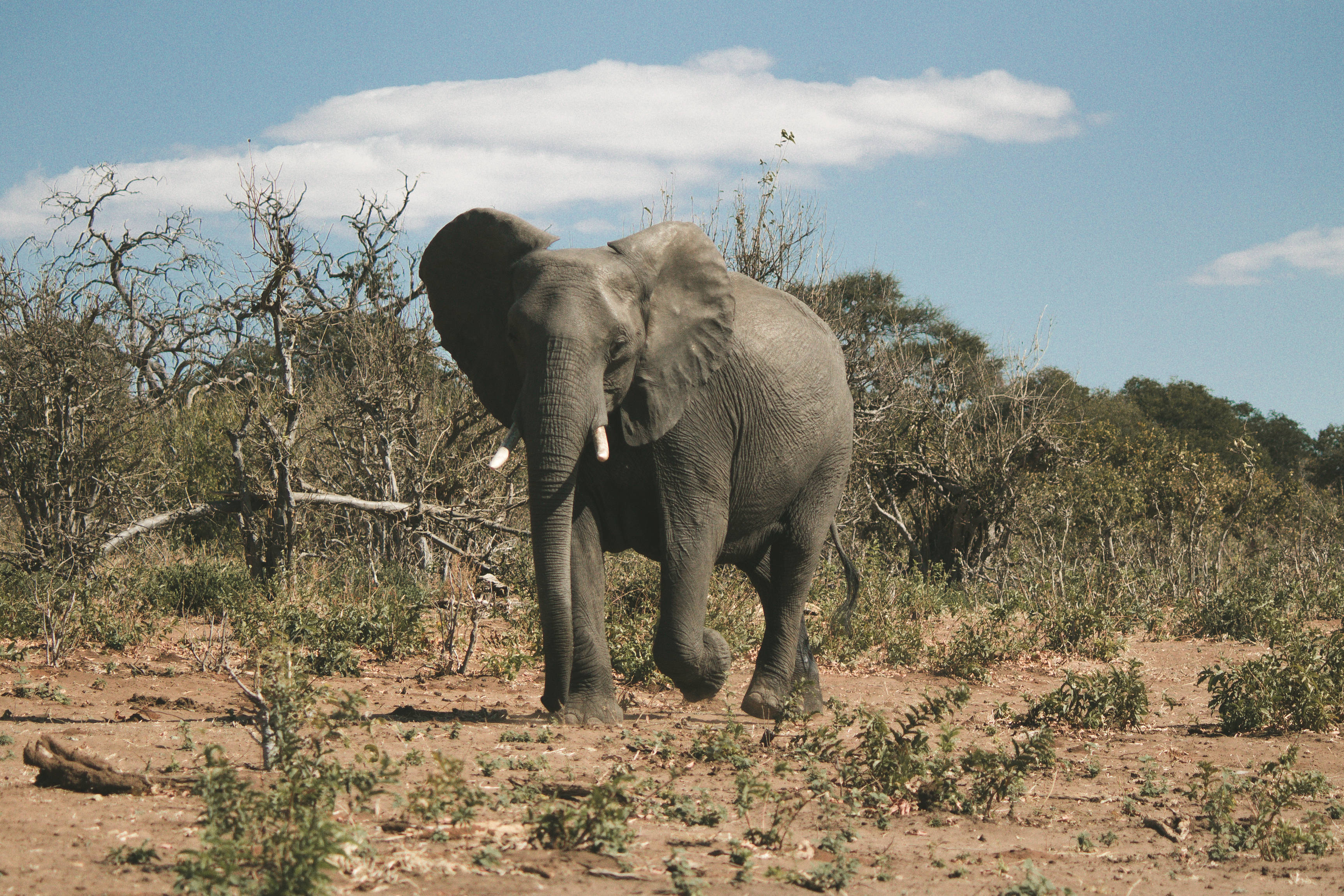 Botswana 桌布 壁紙 — 一頭雄偉的非洲大象在乾燥的稀樹草原上大步前行，頭頂是湛藍的天空，點綴著幾朵白雲。