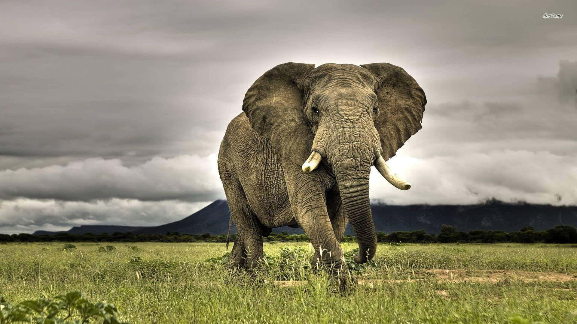 Elephant Laptop 桌布 壁紙 — 一頭雄偉的非洲大象在戲劇性的多雲天空下，穿過長滿草的稀樹草原，遠處有山巒。