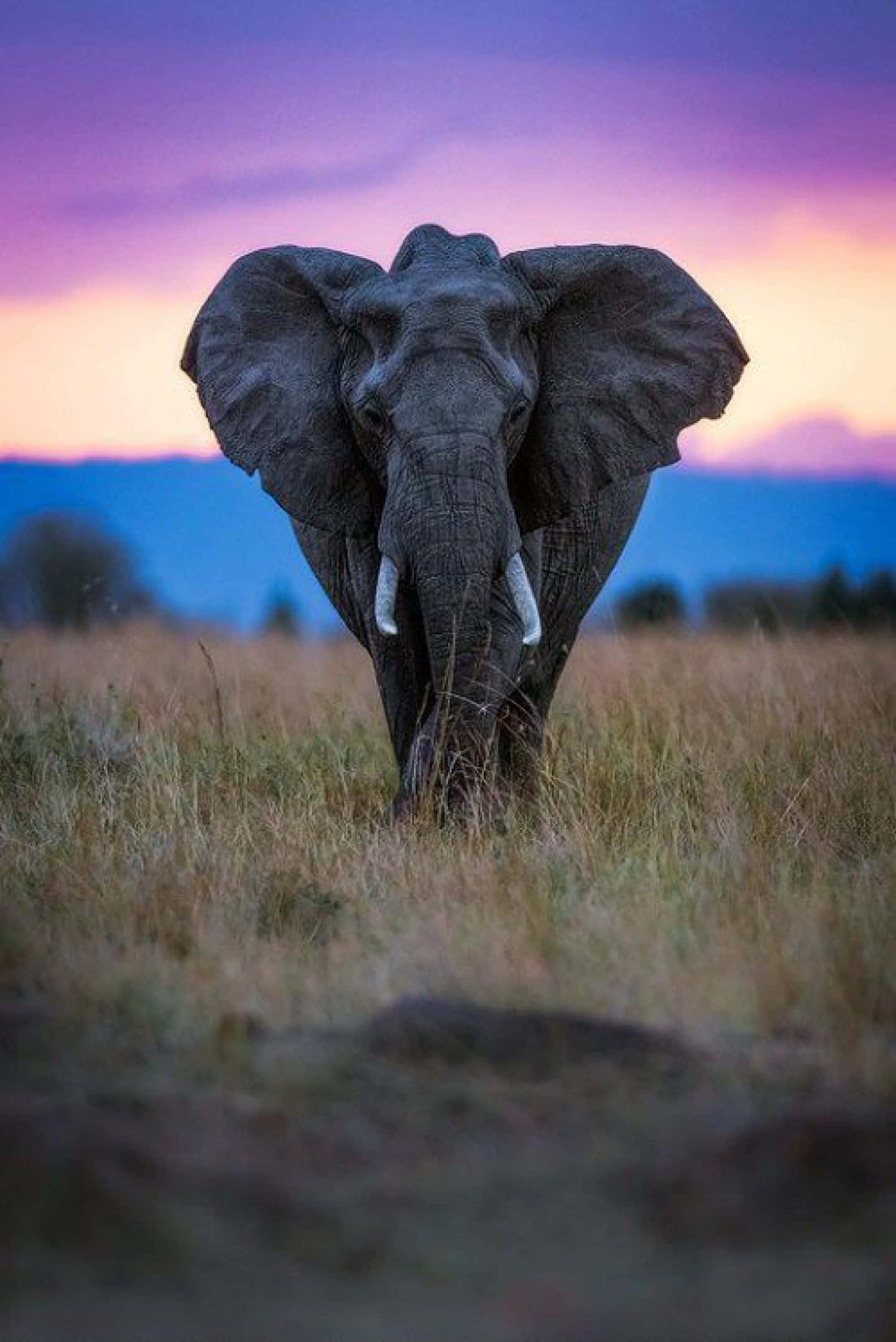 African Wildlife 桌布 壁紙 — 一頭雄偉的非洲大象在金色草地上大步前行，背景是充滿活力的紫色和橙色日落天空。