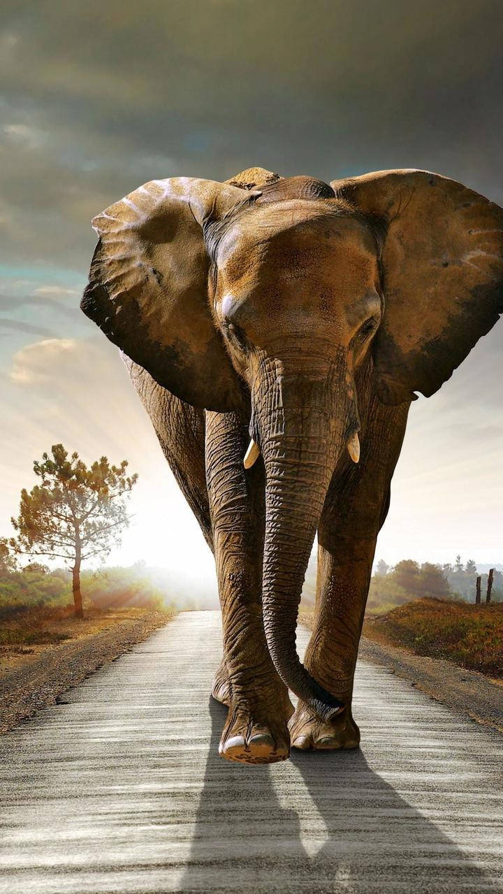 Elephant HD 桌布 壁紙 — 一頭雄偉的非洲大象自信地走在陽光明媚的道路上，天空壯麗，遠處有樹木。