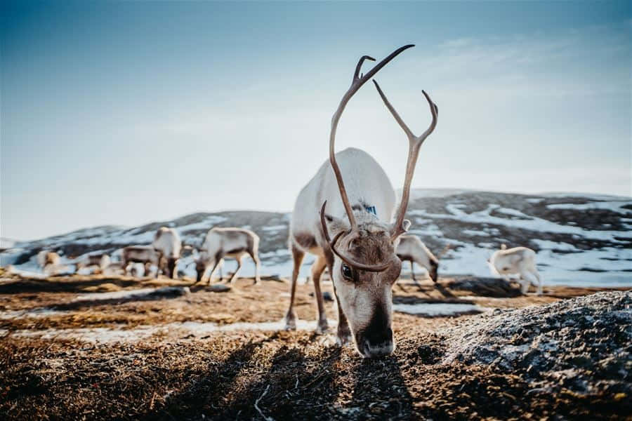 馴鹿 桌布 壁紙 — 一頭雄偉的馴鹿，長著巨大的鹿角，在雪地苔原景觀中吃草，背景中有其他馴鹿。