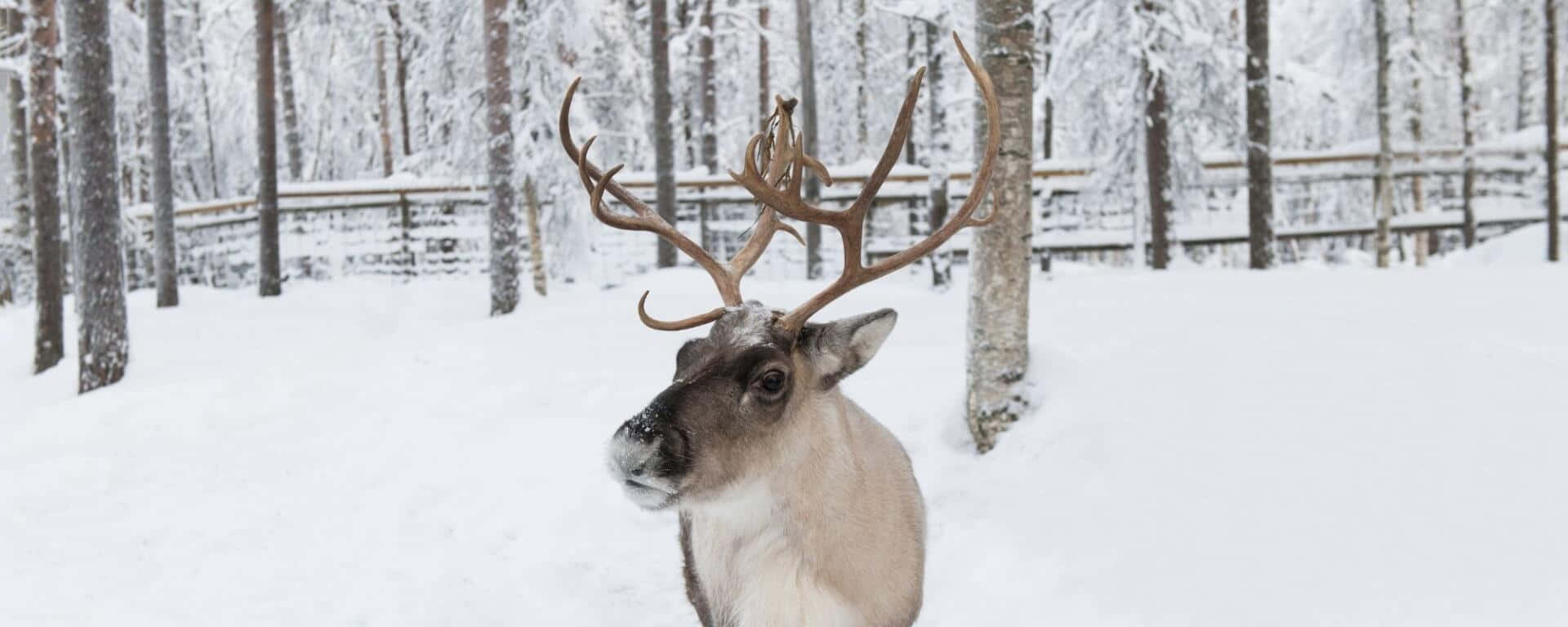 馴鹿 桌布 壁紙 — 一頭雄偉的馴鹿，長著巨大的鹿角，站在白雪皚皚的森林中，周圍是積雪覆蓋的樹木和木柵欄。