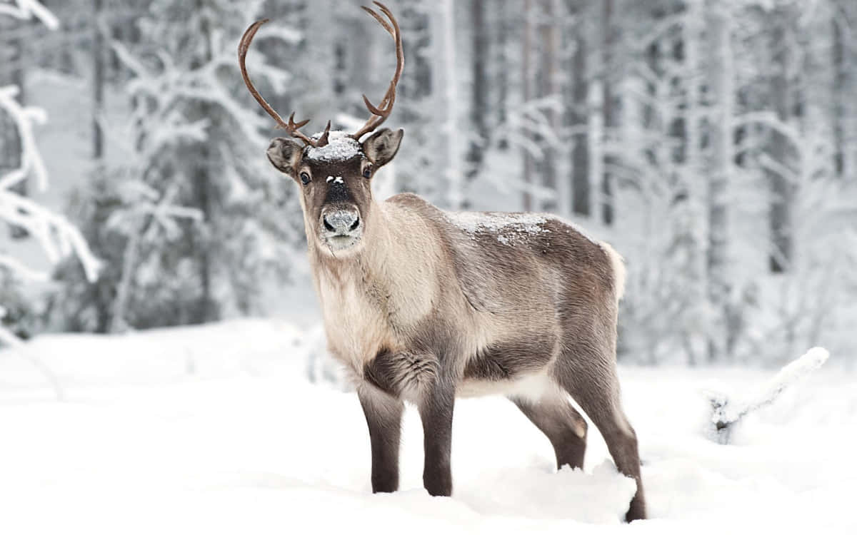 Elk 桌布 壁紙 — 一頭雄偉的馴鹿，鹿角上沾滿雪花，警覺地站在白雪覆蓋的寧靜冬季森林中。