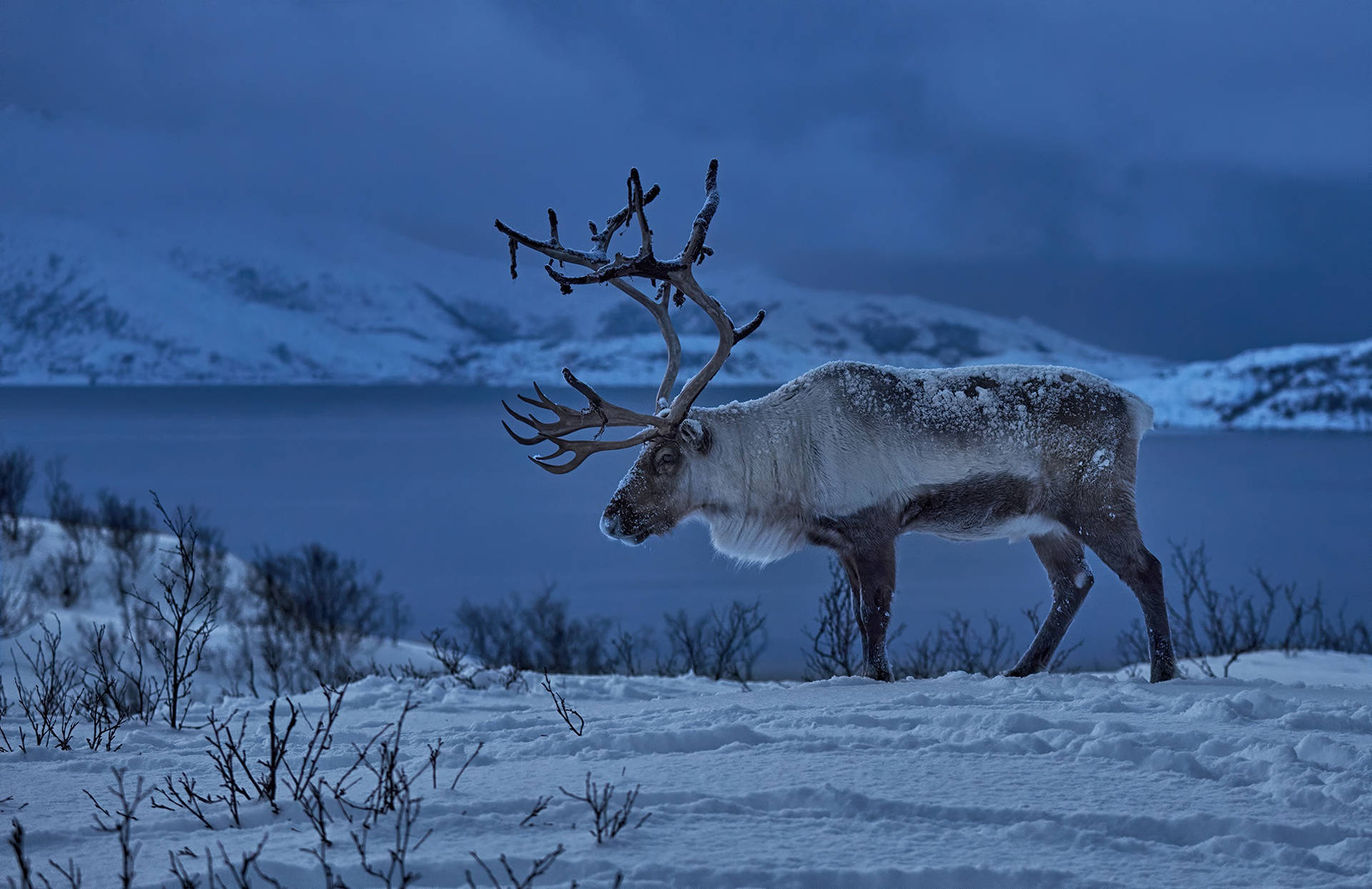 Reindeer 桌布 壁紙 — 一頭雄偉的馴鹿，鹿角上沾滿雪花，在暮色中佇立於冰凍的苔原上，以寧靜的藍色湖泊和積雪的山峰為背景，形成剪影。