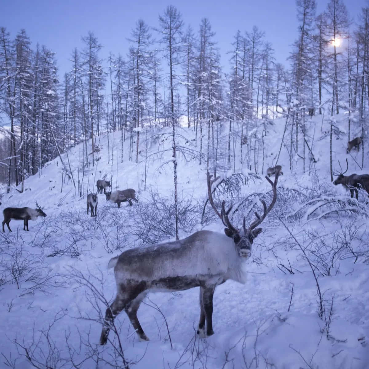 馴鹿 桌布 壁紙 — 一頭雄偉的馴鹿站在雪地森林中，暮色裡月光為冬日景觀灑下寧靜的光輝。
