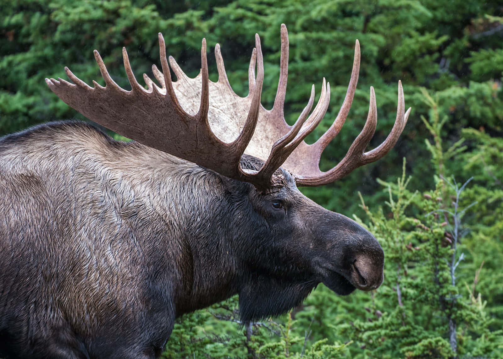moose 桌布 壁紙 — 一頭雄偉的駝鹿，擁有巨大的鹿角，站在茂密的綠色森林中，深色的皮毛在自然光下閃閃發光。