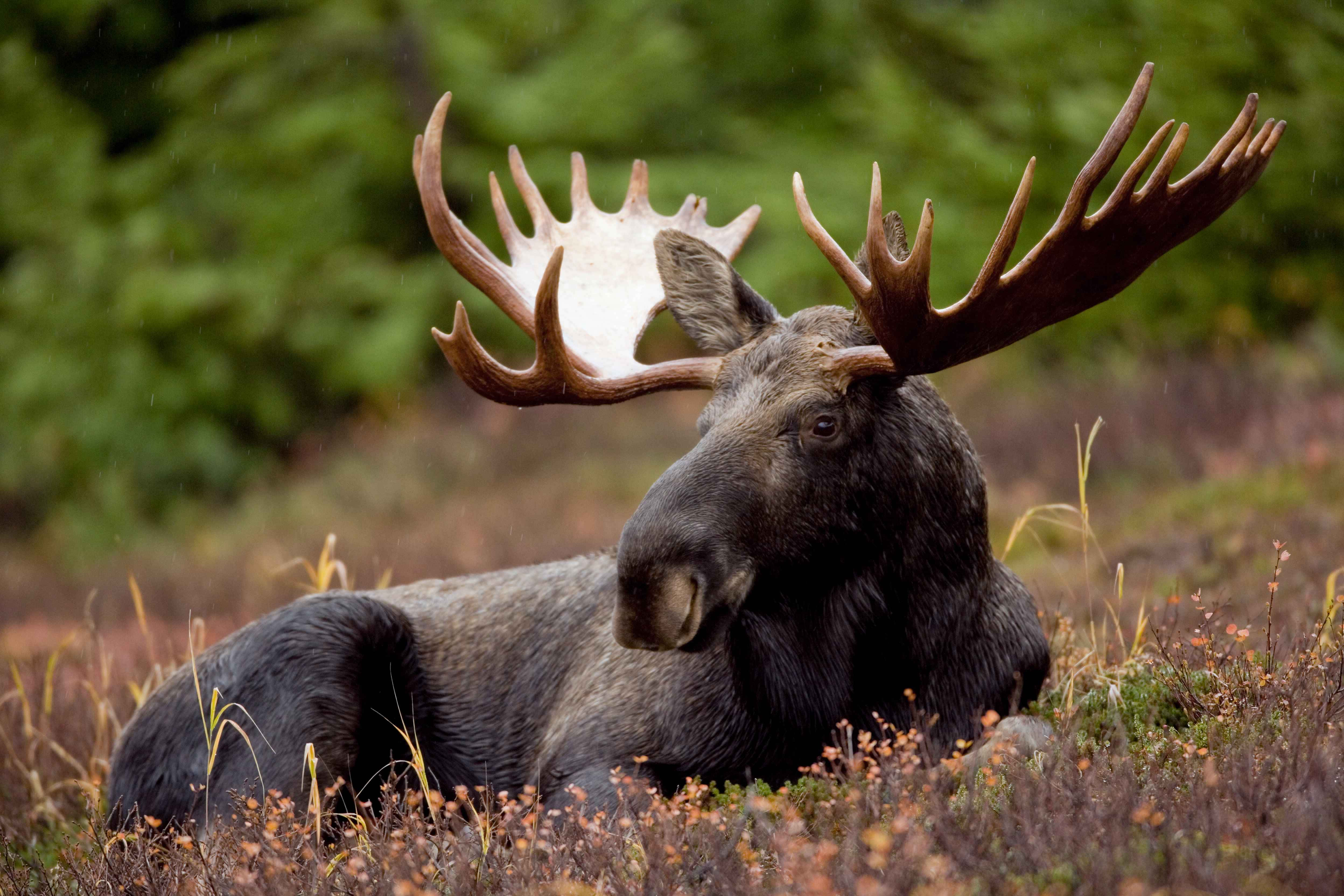 moose 桌布 壁紙 — 一頭雄偉的駝鹿，擁有巨大的鹿角，在細雨中平靜地躺在森林空地上休息。