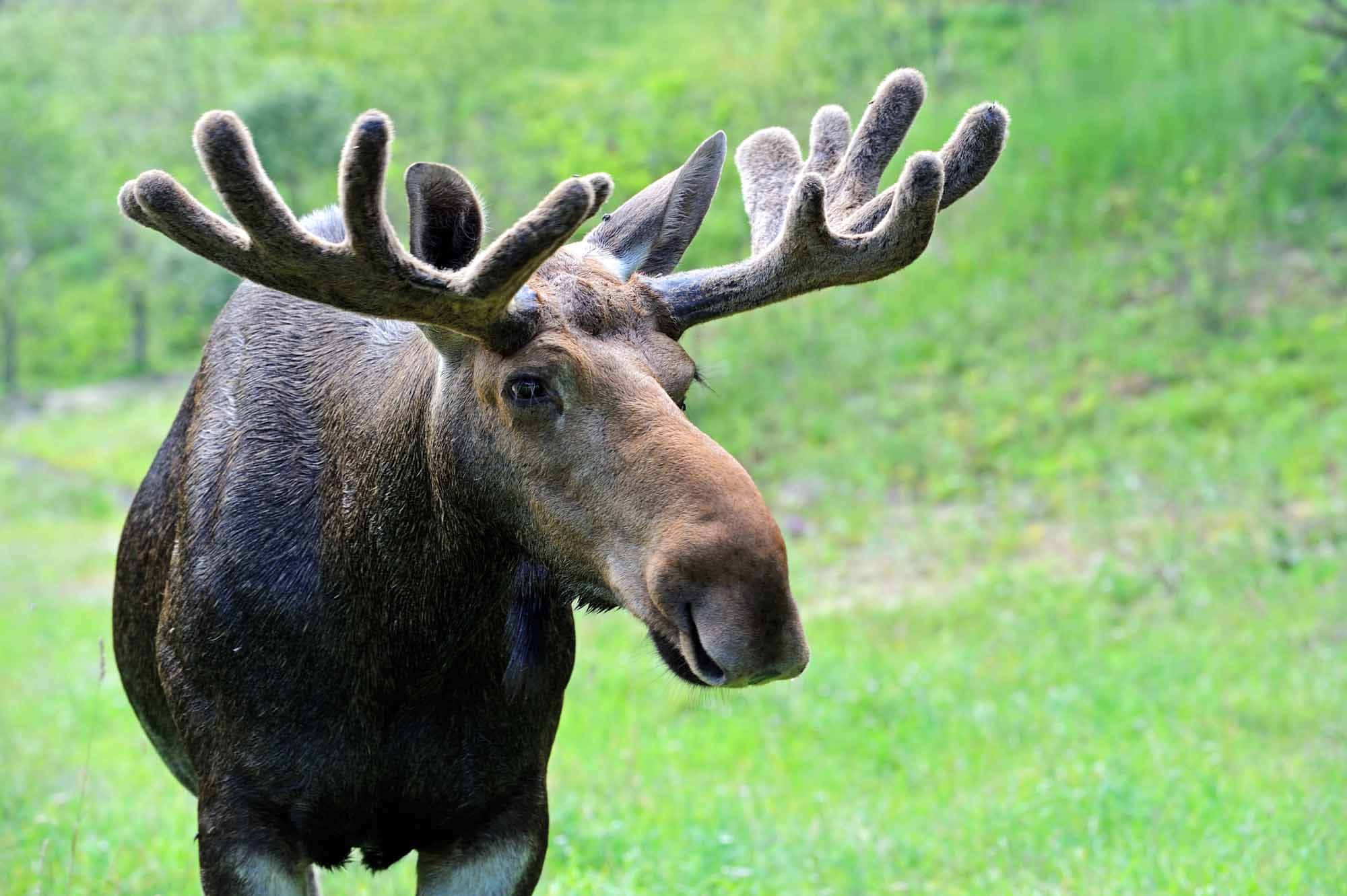 moose 桌布 壁紙 — 一頭雄偉的駝鹿，長著巨大的鹿角，在明亮的日光下站在充滿活力的綠色草地上。