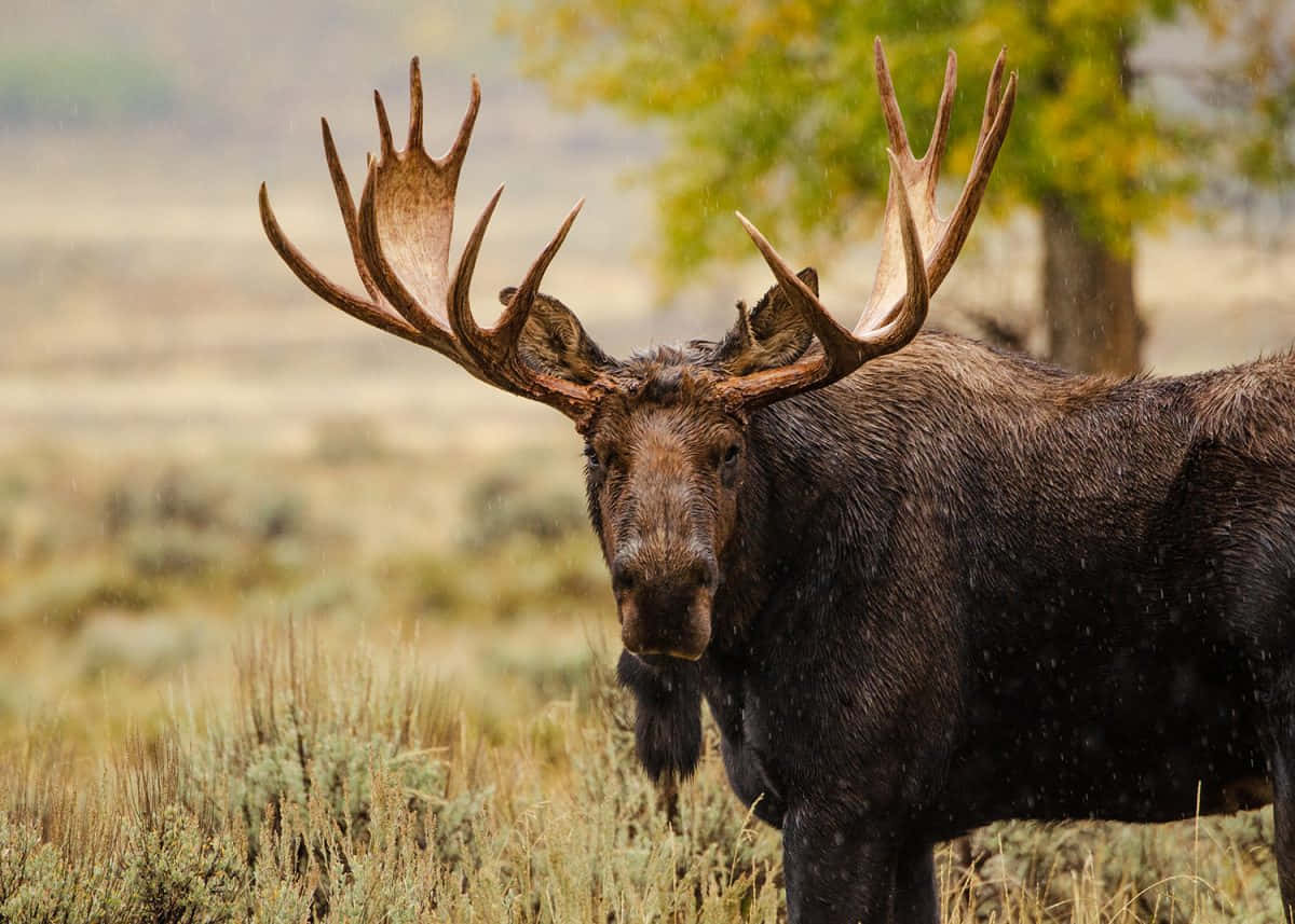 moose 桌布 壁紙 — 一頭雄偉的駝鹿，長著巨大的鹿角，站在草地上，雨水在牠周圍落下。