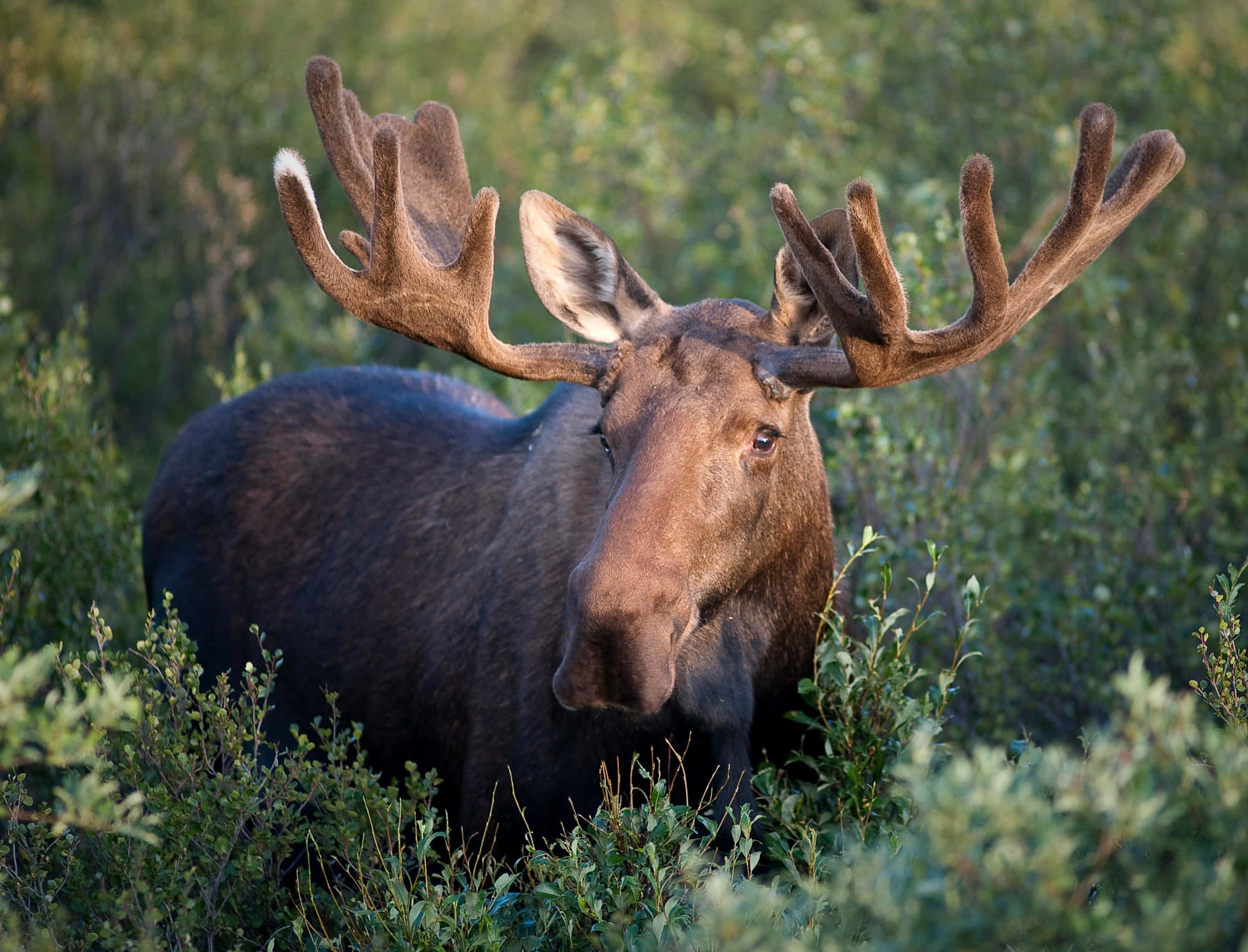 moose 桌布 壁紙 — 一頭雄偉的駝鹿，長著巨大的鹿角，警覺地站在陽光明媚的綠色灌木叢中。