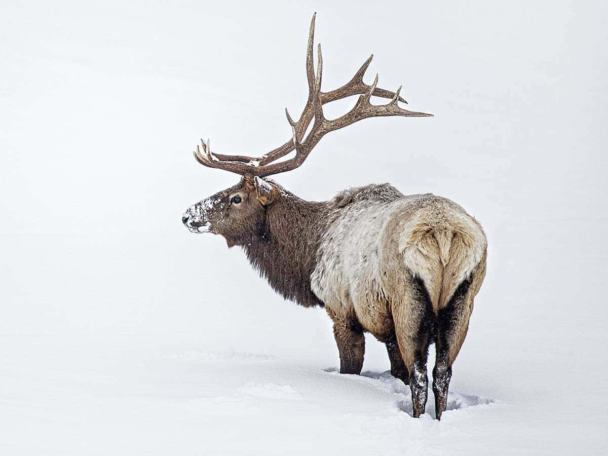 Elk 桌布 壁紙 — 一頭雄偉的駝鹿帶著巨大的鹿角站在深雪中，皮毛上覆蓋著霜，映襯著嚴酷的白色冬季背景。