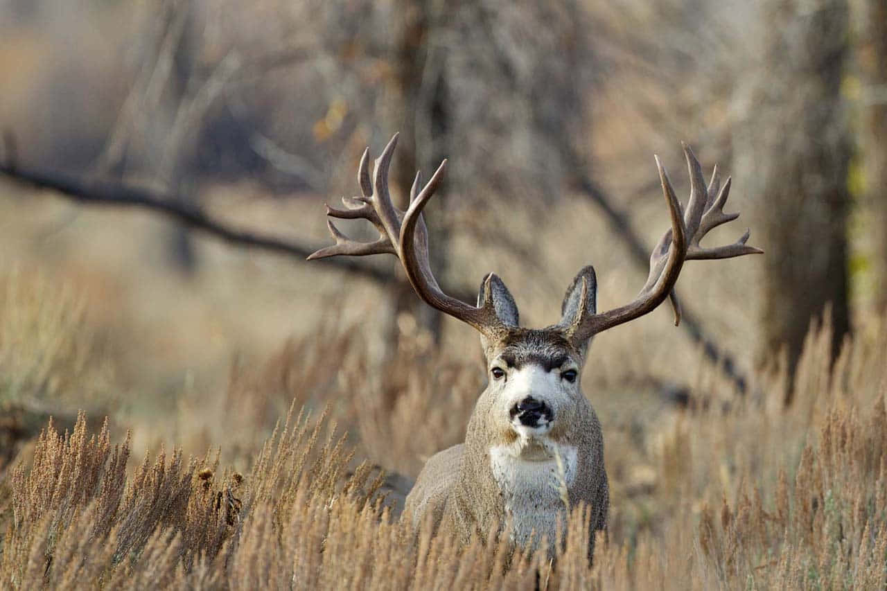Buck 桌布 壁紙 — 一頭雄偉的騾鹿公鹿，長著大鹿角，警覺地站在高高的金色草叢中，背景是模糊的林地。
