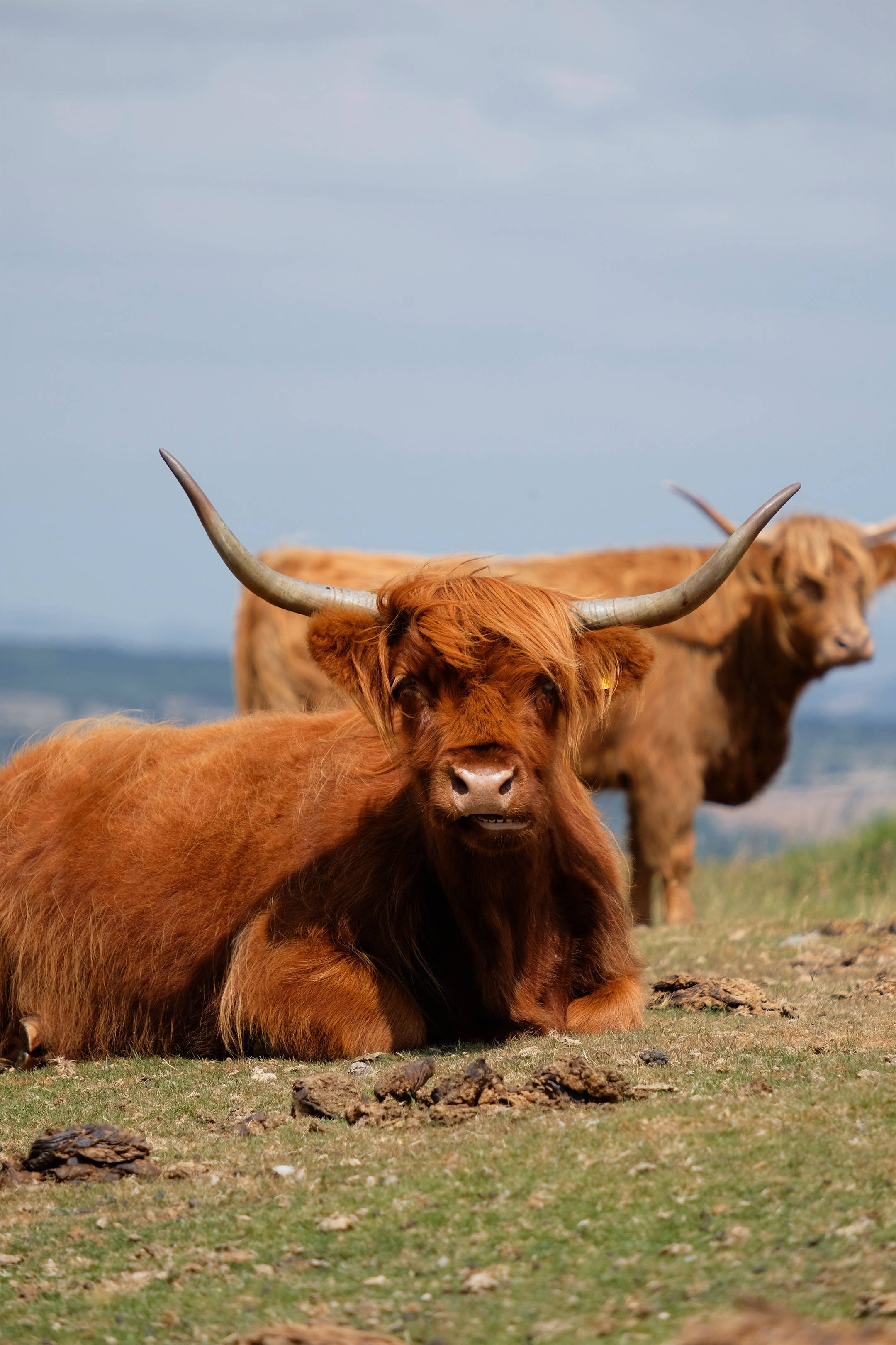 Cute Cow 桌布 壁紙 — 一頭雄偉的高地牛，擁有長而蓬鬆的紅棕色毛髮和彎曲的角，在蒼白的天空下在草地上休息。
