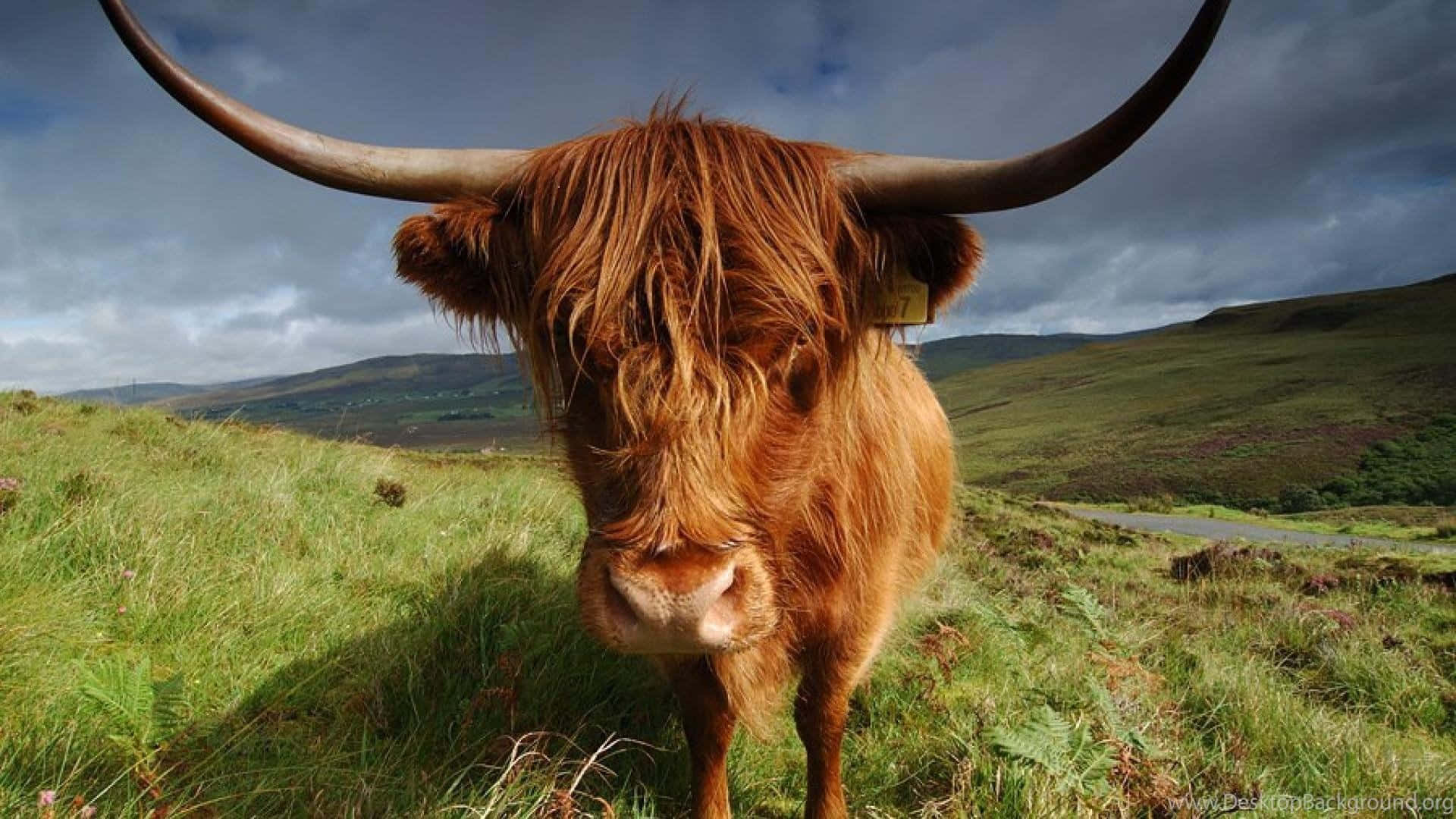 Highland Cow 桌布 壁紙 — 一頭雄偉的高地牛，長有彎曲長角和蓬鬆紅棕色毛髮，站在多雲天空下的草地上。
