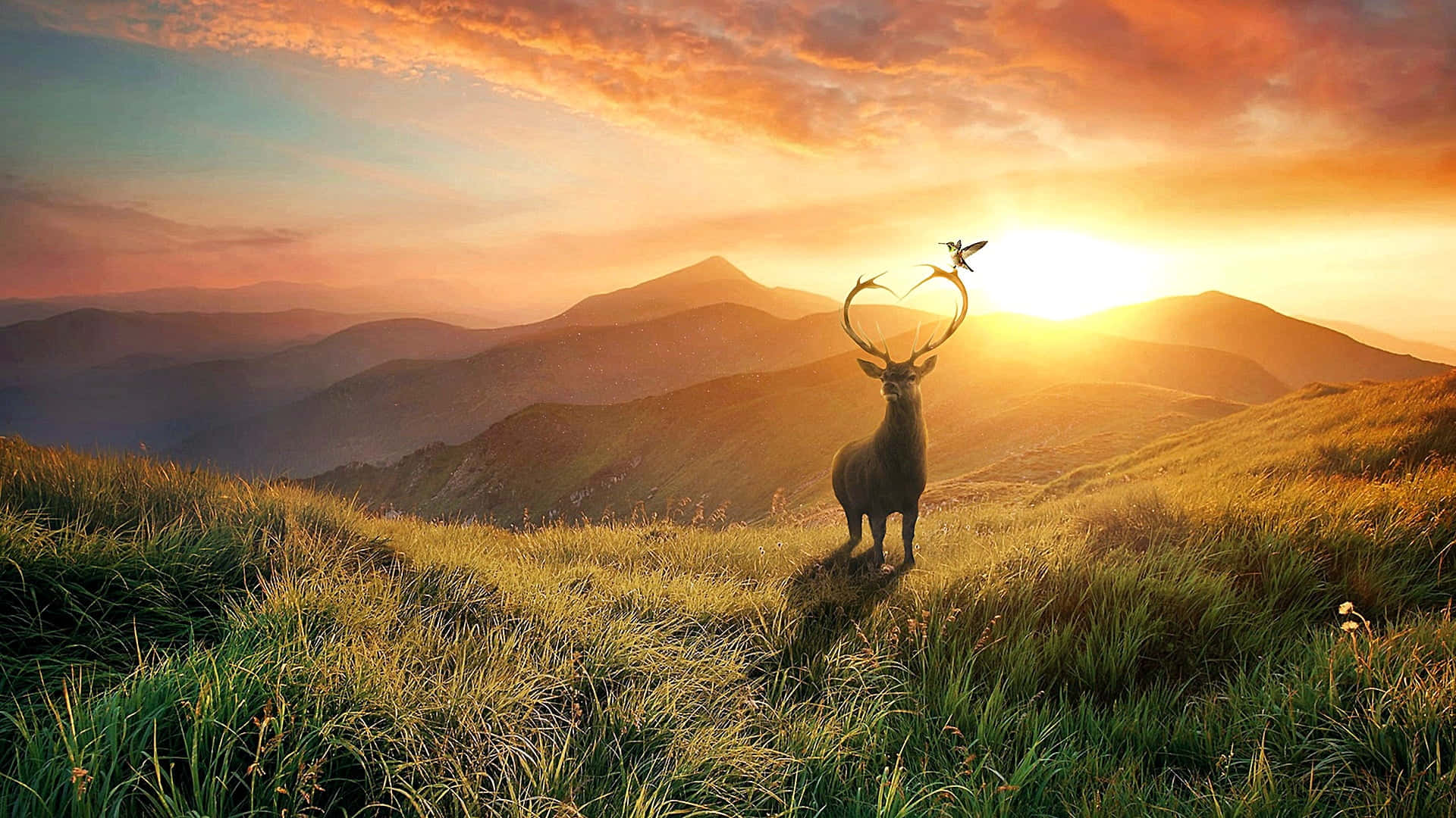Cool Deer 桌布 壁紙 — 一頭雄偉的鹿站在日落時分長滿草的山脊上，一隻鳥棲息在它的鹿角上，映襯著火紅的橙色天空。
