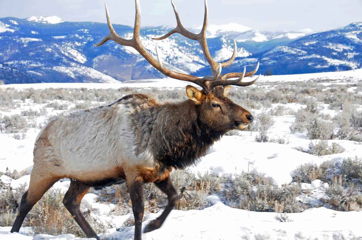 Elk 桌布 壁紙 — 一頭雄偉的麋鹿，擁有巨大的鹿角，在雪地上行走，背景是白雪覆蓋的山脈。