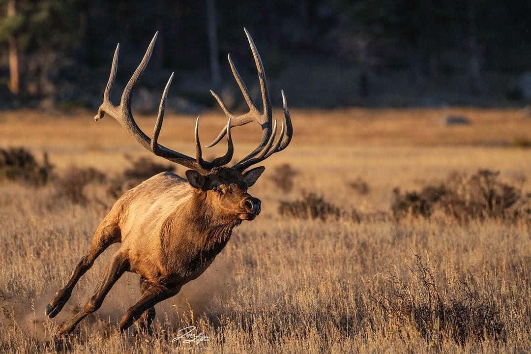 Elk 桌布 壁紙 — 一頭雄偉的麋鹿，長著巨大的鹿角，在溫暖的日落光芒下奔馳過金色的草地。