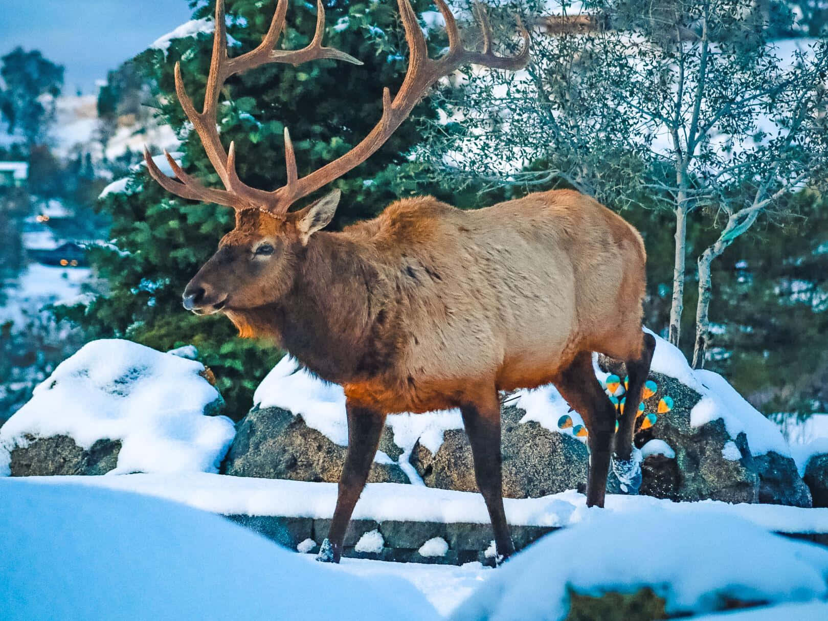 Elk 桌布 壁紙 — 一頭雄偉的麋鹿，長著巨大的鹿角，站在白雪覆蓋的岩石上，周圍是冬季森林，有常青樹和光禿禿的樹木。
