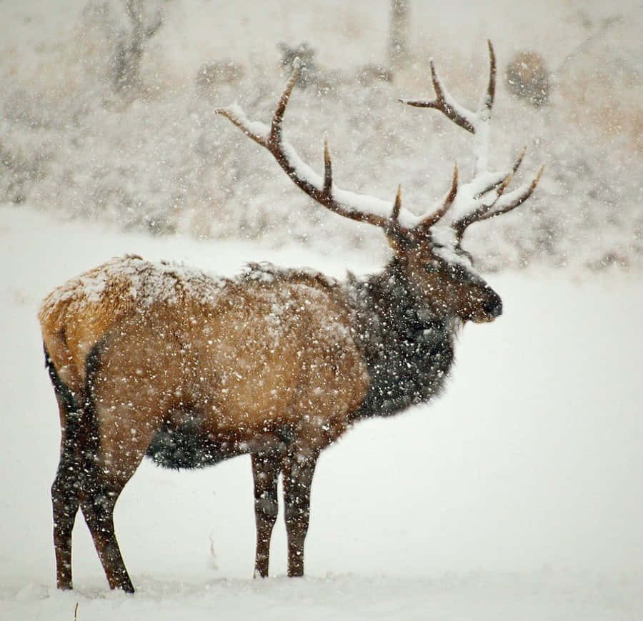 Elk 桌布 壁紙 — 一頭雄偉的麋鹿，鹿角上沾滿雪花，在暴風雪中堅韌地站立，棕色的皮毛與白色的風暴形成對比。