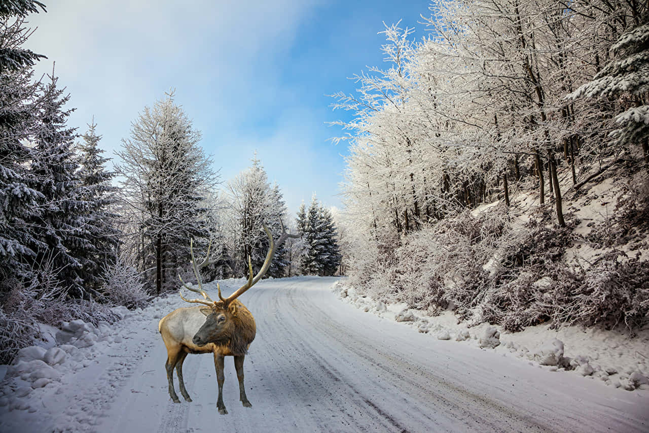  壁紙 — 一頭雄偉的麋鹿站在白雪覆蓋的森林道路中央，頭頂是明亮的藍天。