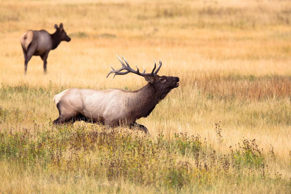 Deer Hunting 桌布 壁紙 — 一頭雄偉的麋鹿長著大角，警覺地站在金色的草地上，另一頭麋鹿在背景中吃草。