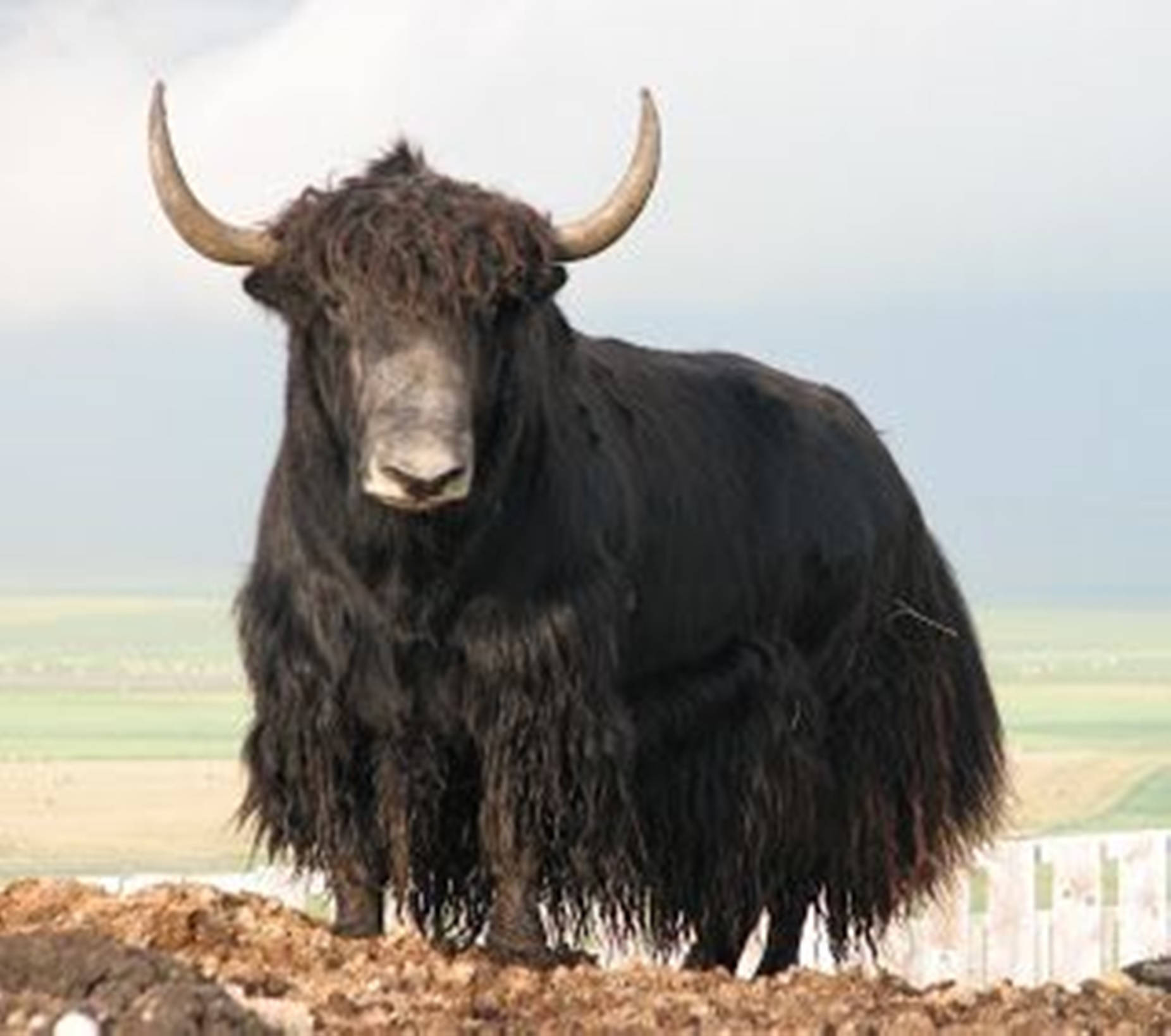 wildlife 桌布 壁紙 — 一頭雄偉的黑氂牛，長著彎曲的角，站在廣闊的田野中，天空多雲。