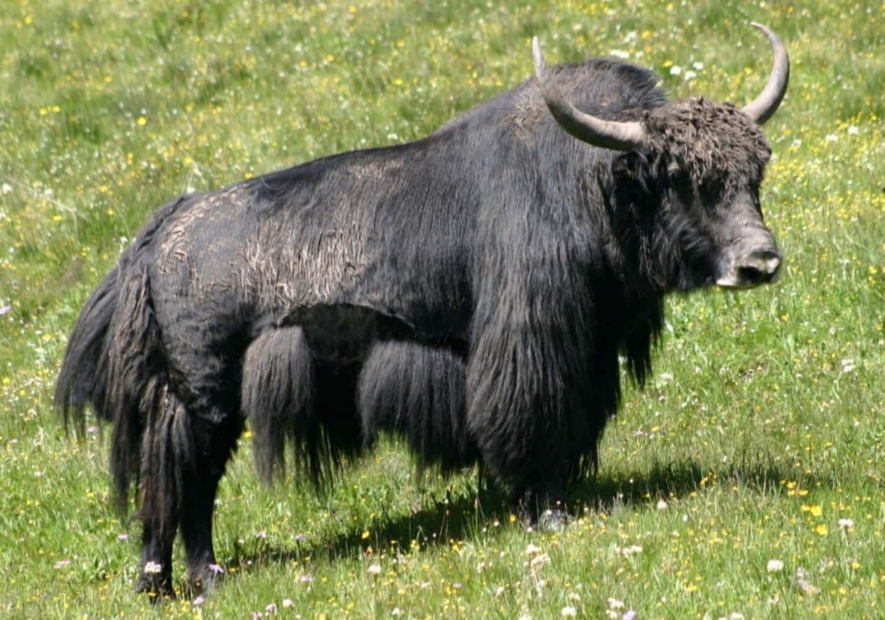Yak 桌布 壁紙 — 一頭雄偉的黑氂牛，長著彎曲的角，站在陽光明媚的草地上，草地上點綴著黃色和白色的野花。