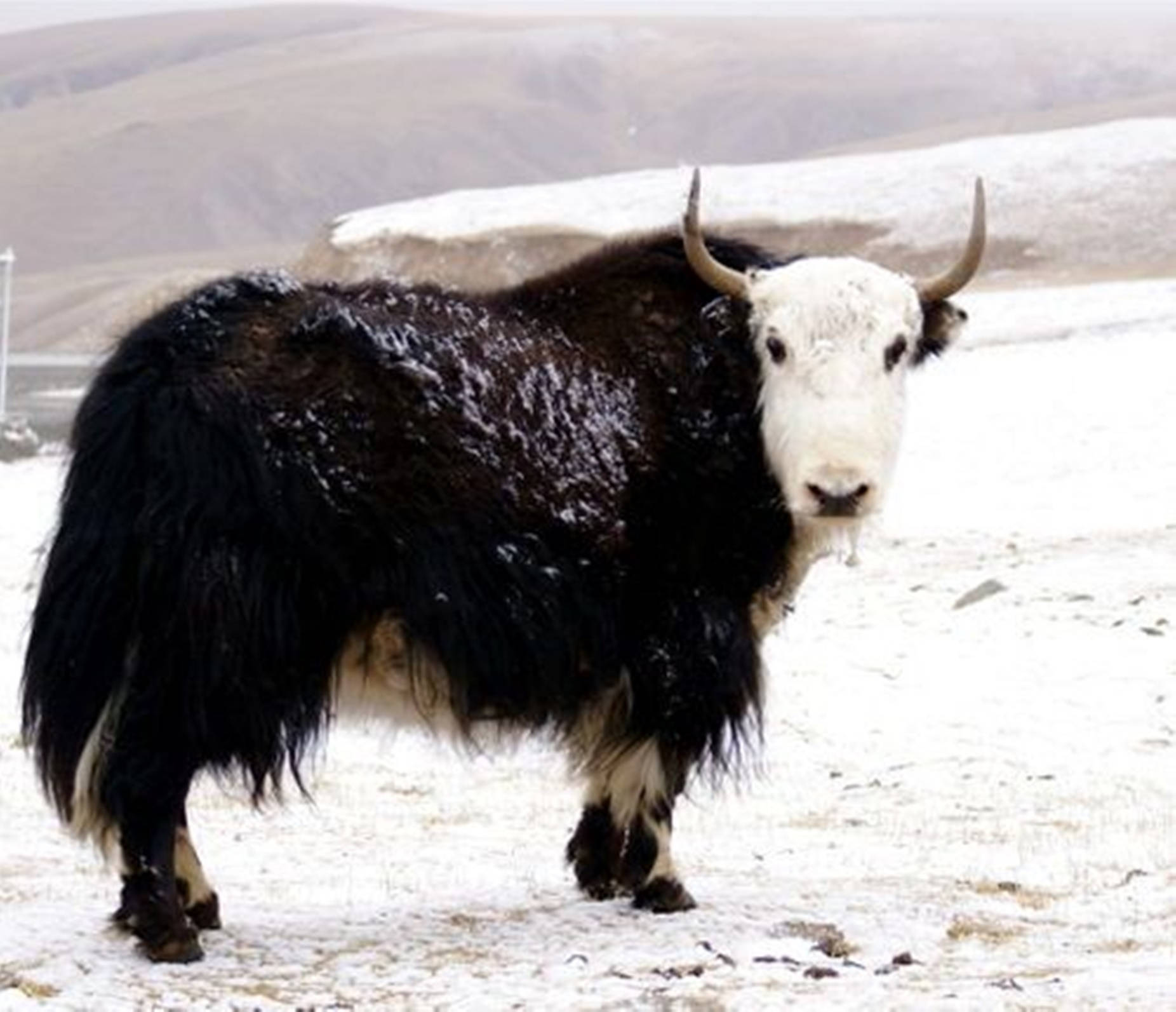 雪 桌布 壁紙 — 一頭雄偉的黑白氂牛站在白雪覆蓋的高地景觀中，遠處有棕色的山丘，天空柔和。