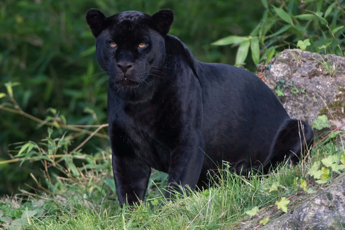 panther 桌布 壁紙 — 一頭雄偉的黑豹，閃爍著琥珀色的眼睛，警覺地蹲伏在長滿青苔的岩石旁茂密的綠草中。