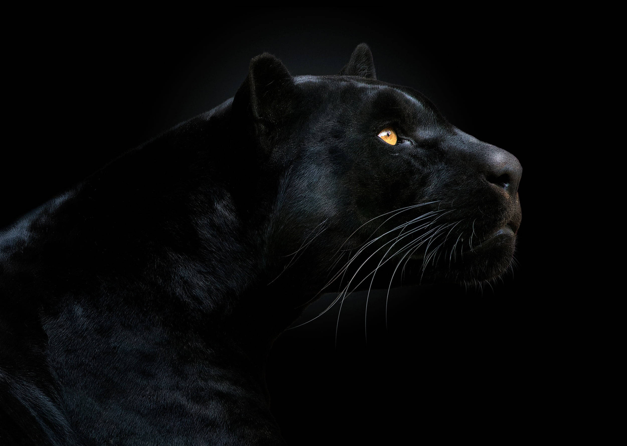 panther 桌布 壁紙 — 一頭雄偉的黑豹側面輪廓，在純黑背景上閃耀著金色的眼睛。