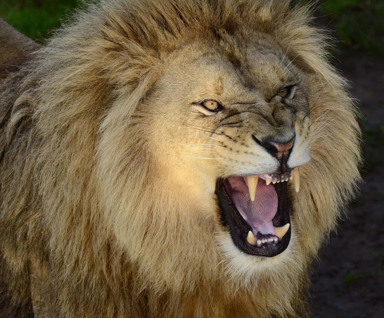 Lion Face 桌布 壁紙 — 一頭雄性獅子張大嘴巴咆哮，露出尖銳牙齒和粉紅色舌頭的近距離照片。