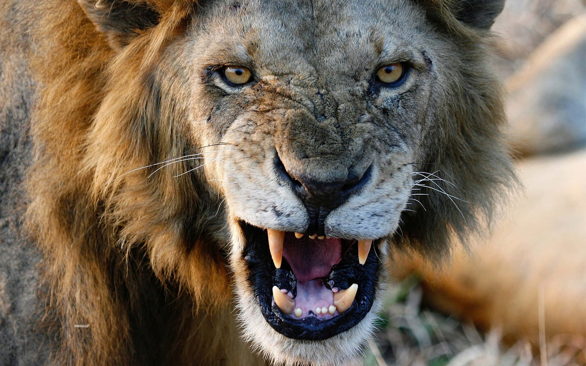 Lion Face 桌布 壁紙 — 一頭雄性獅子的特寫，牠正在咆哮，露出牙齒和強烈的金色眼睛，背景是模糊的熱帶草原。