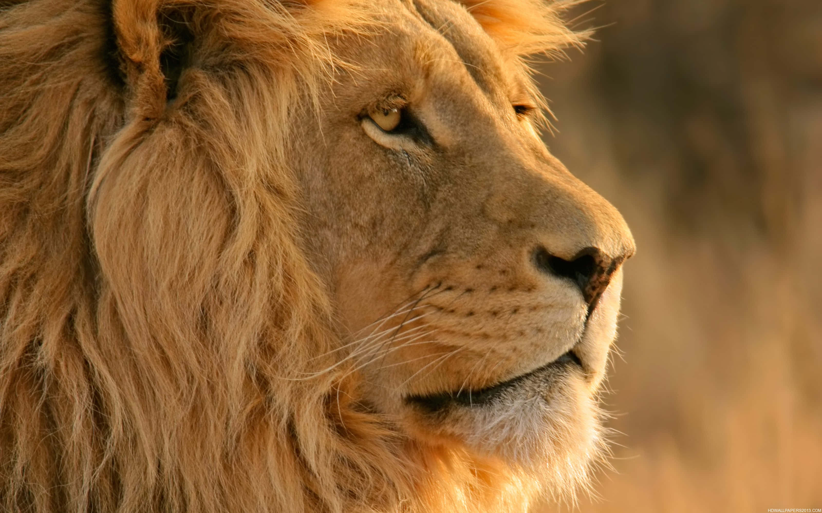 Lion Face 桌布 壁紙 — 一頭雄獅側面輪廓，沐浴在溫暖的金色光芒中，背景是柔和模糊的稀樹草原。