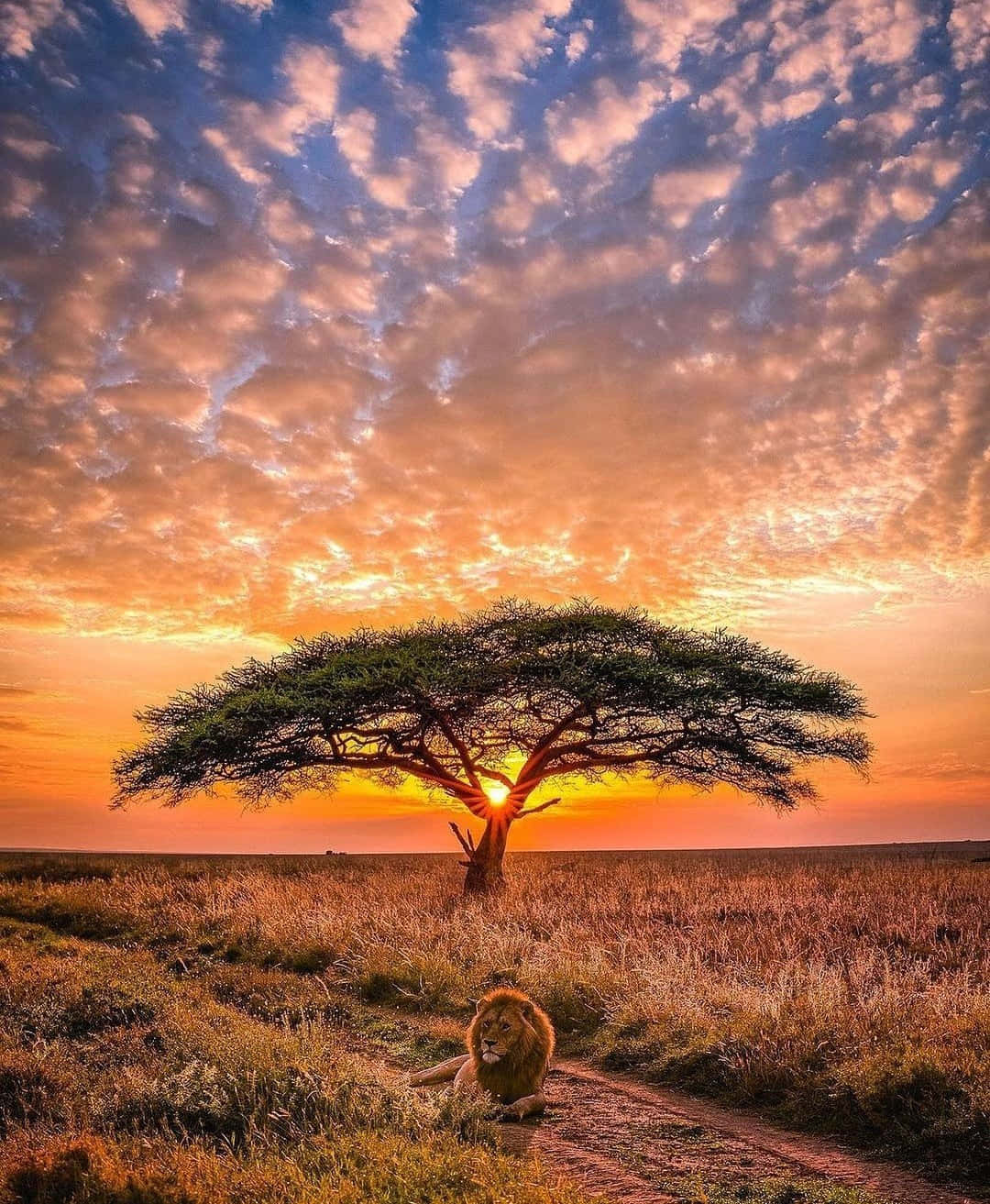 非洲 桌布 壁紙 — 一頭雄獅在一棵孤獨的金合歡樹下休息，夕陽在它身後落下，將天空染成火熱的橙色和紫色雲彩。