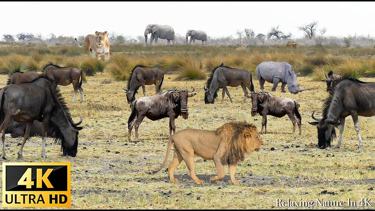 African Animals 桌布 壁紙 — 一頭雄獅在乾燥的草原上大步前行，背景中角馬、犀牛和大象在陰天之下漫步。