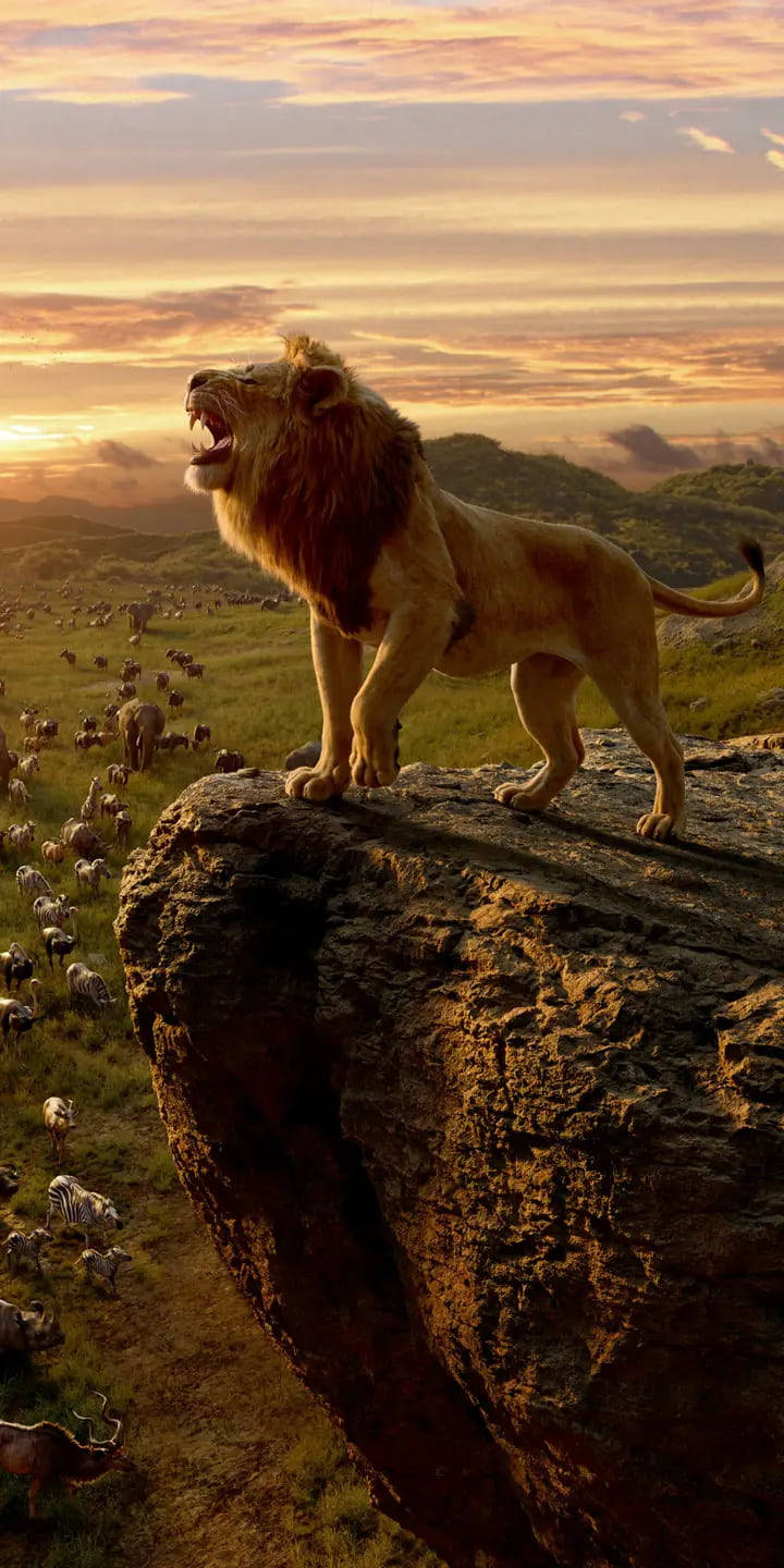 lion roar 桌布 壁紙 — 一頭雄獅在岩石峭壁上勝利地咆哮，下方廣大的角馬和斑馬群在金色日落中遷徙。