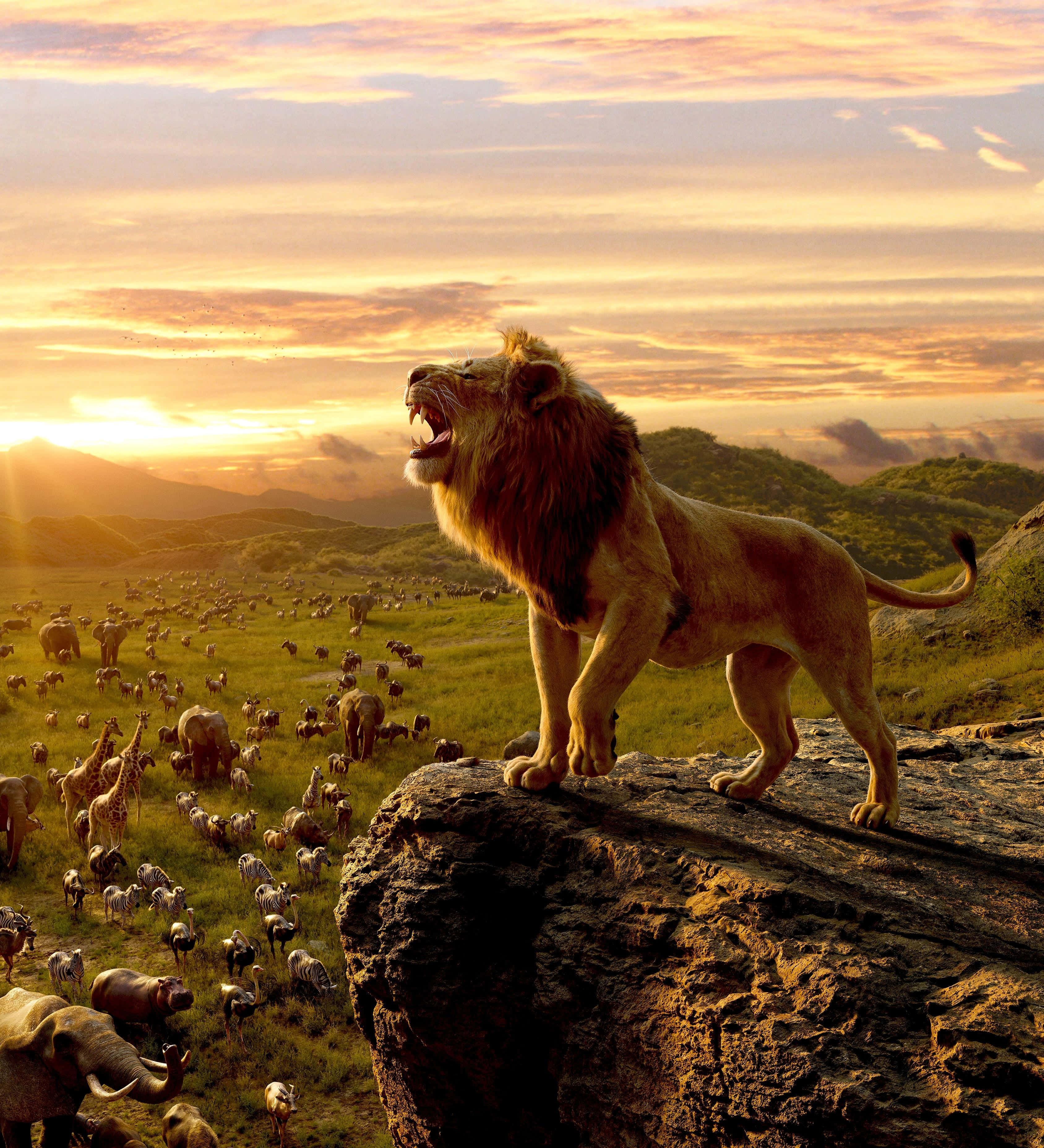 Roaring Lion 桌布 壁紙 — 一頭雄獅在岩石露頭上咆哮，廣闊的非洲大草原在金色日落時分充滿了野生動物。
